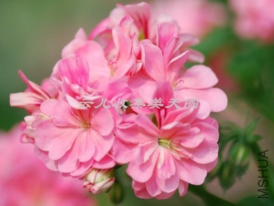 Apricot Queen 02.jpg