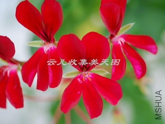 April Hamilton 03.jpg