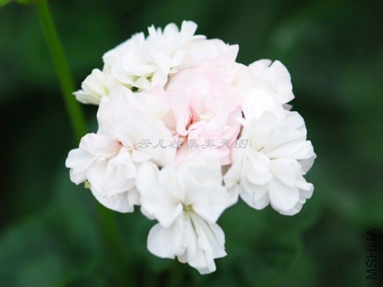 Artic Princess 01.jpg