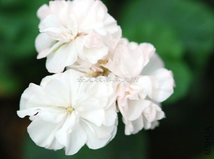 Artic Princess 02.jpg