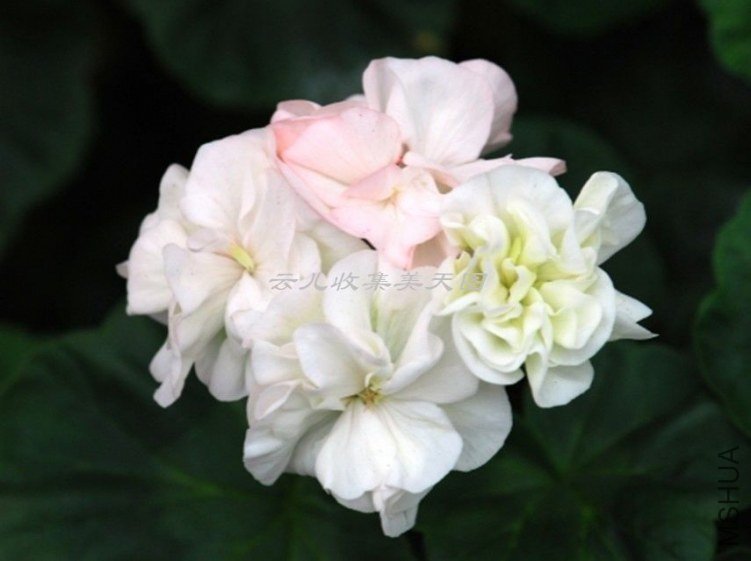 Artic Princess 04.jpg