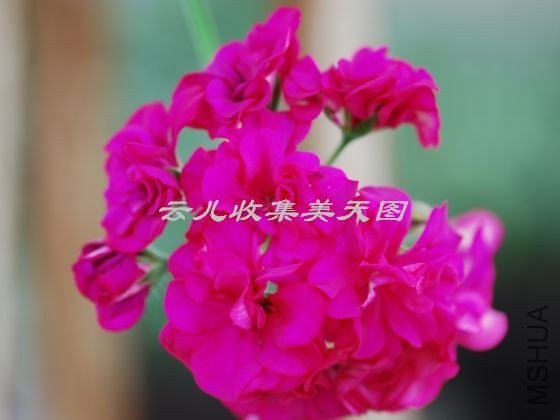 Beatrix Cottington 01.jpg