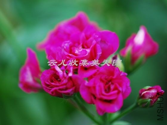 beatrix cottington 3.jpg