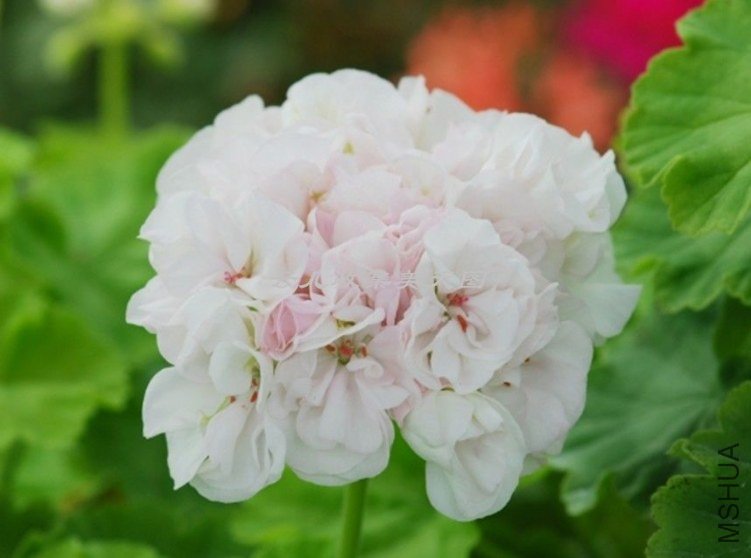 Brookside Betty 02.jpg