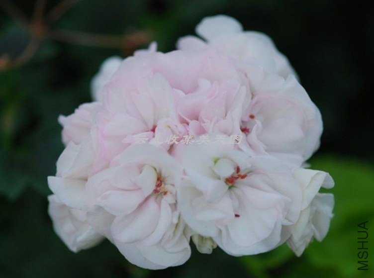 Brookside Betty 01.jpg