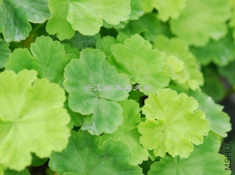 Brookside Betty 04.jpg