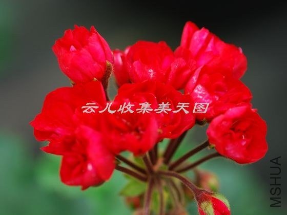 Carmen Andrea 01.jpg