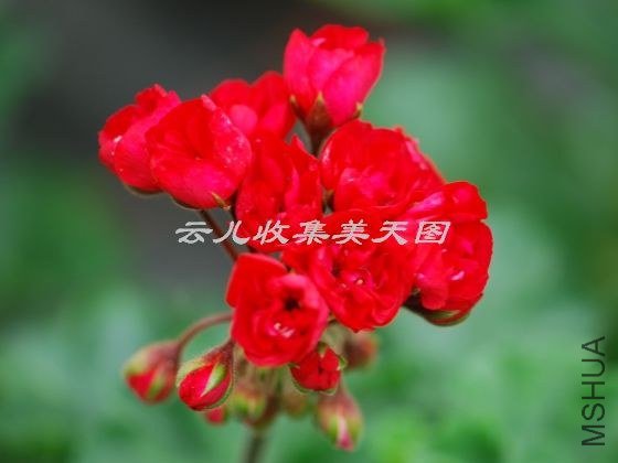 Carmen Andrea 02.jpg