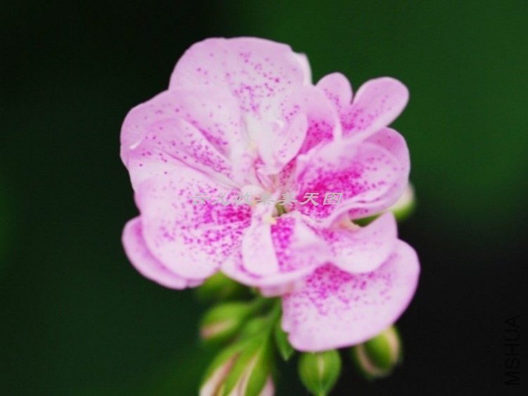 Double Pink Birds Egg 01.jpg