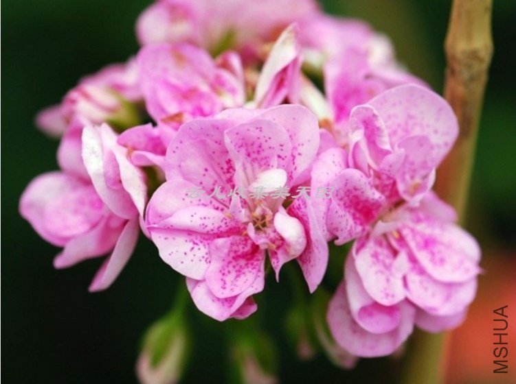 Double Pink Birds Egg 02.jpg