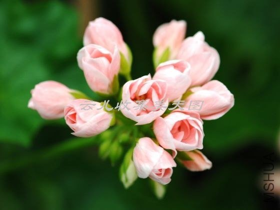 Emma Fr. Bengstbo.jpg