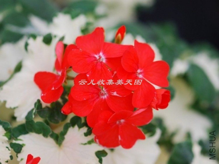 Freak Of Nature 01.jpg