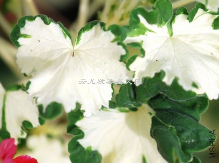 Freak Of Nature 02.jpg