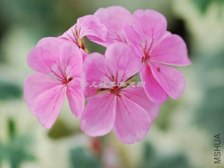 Hills Of Snow 01.jpg