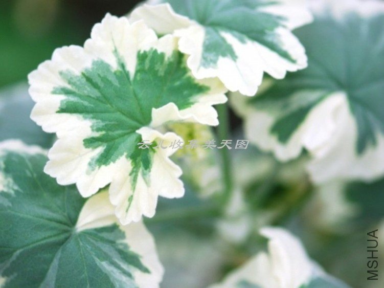 Hills Of Snow 02.jpg