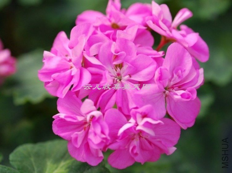 Jip\'s Freda Burgess 01.jpg