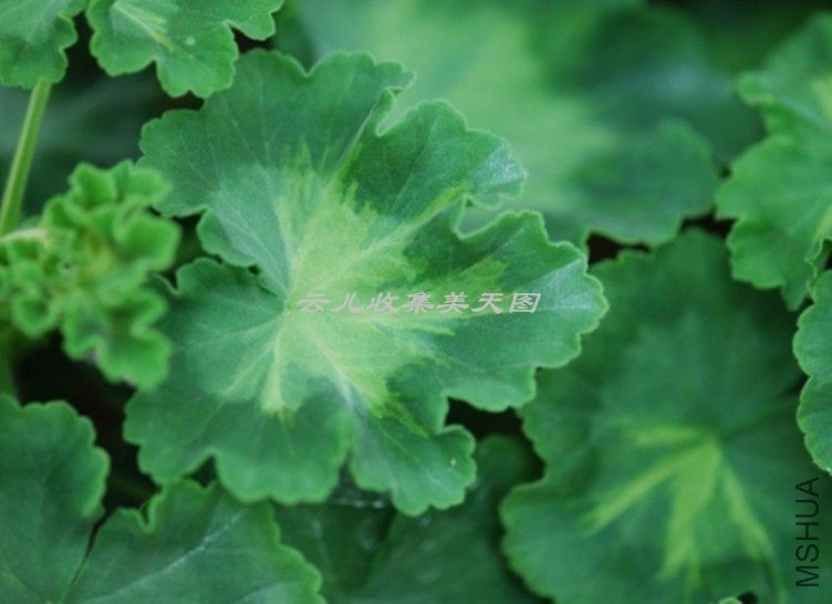 Jip\'s Freda Burgess 02.jpg