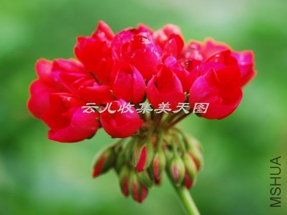 Lilian Andrea 01.jpg