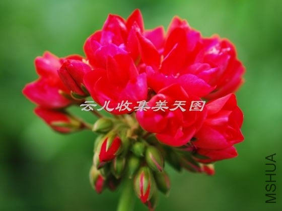 Lilian Andrea 02.jpg