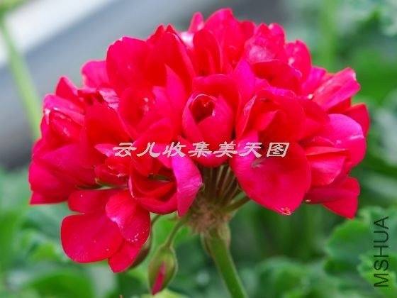 Lilian Andrea 03.jpg