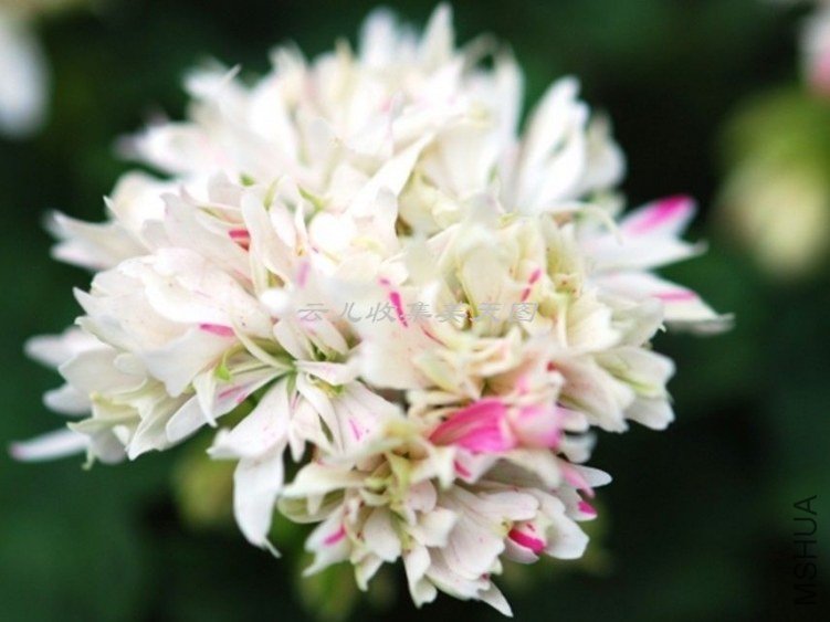 Little Glitter 01.jpg