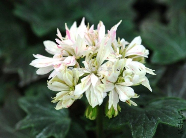 Little Glitter 02.jpg