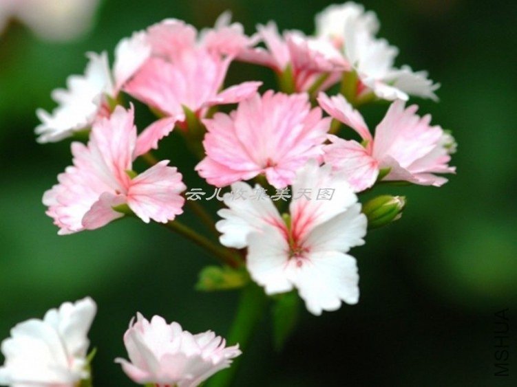 Madame Thibault 01.jpg