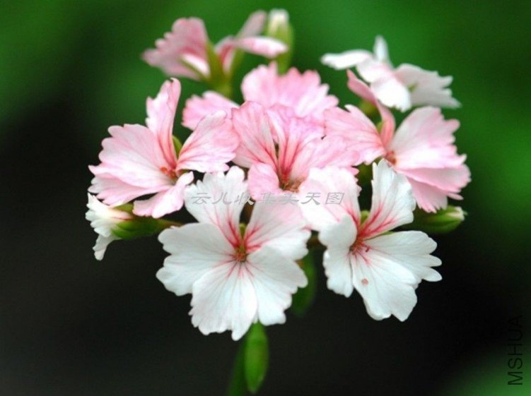 Madame Thibault 02.jpg