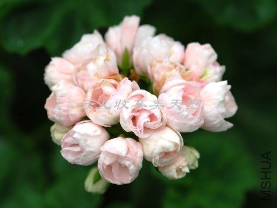 Marbacka Tulpan 01.jpg