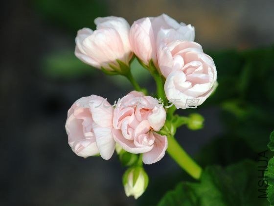 Marbacka Tulpan 02.jpg