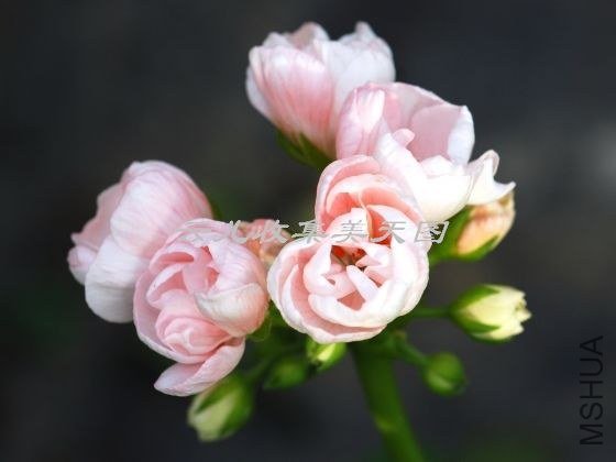 Marbacka Tulpan 03.jpg