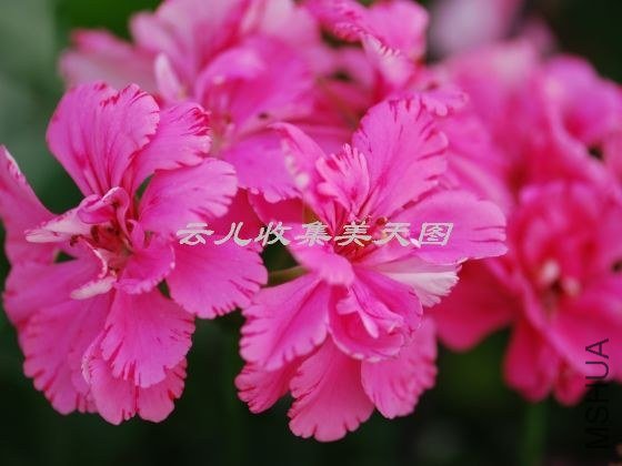 pink_carnation_1.jpg