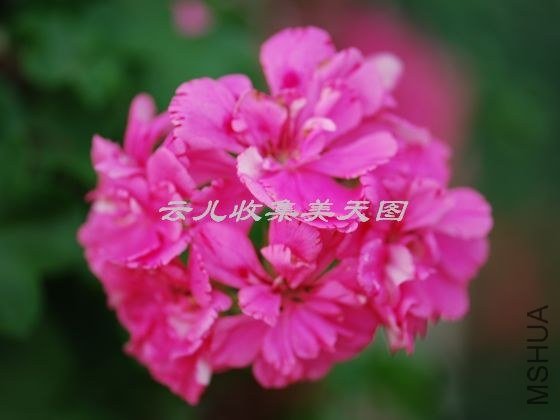 pink_carnation_2.jpg