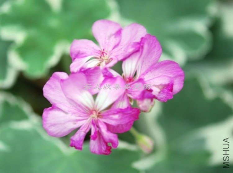 Princess Alexandra 01.jpg