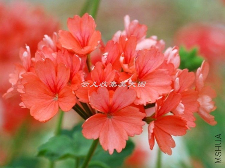 Skelly\'s Pride 01.jpg