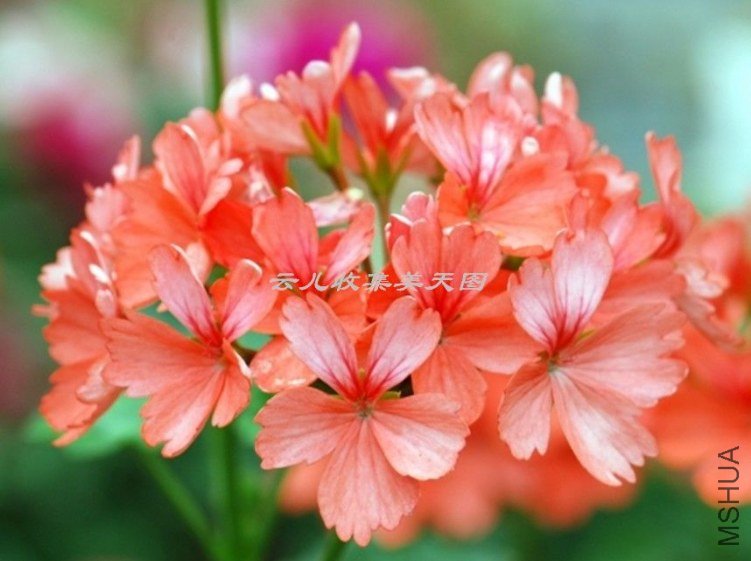 Skelly\'s Pride 02.jpg