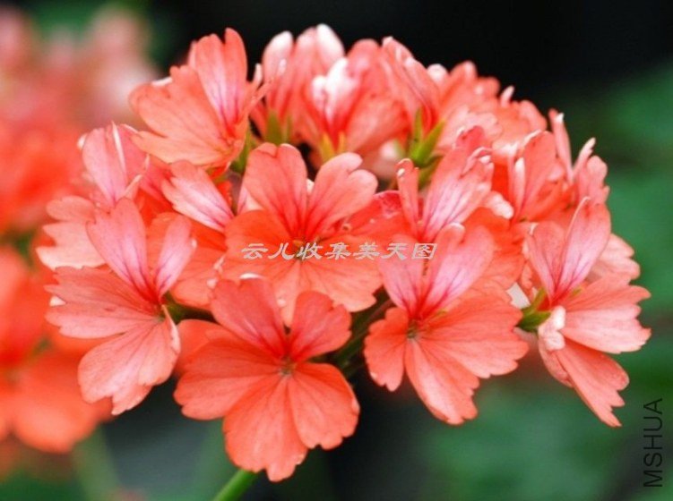 Skelly\'s Pride 03.jpg