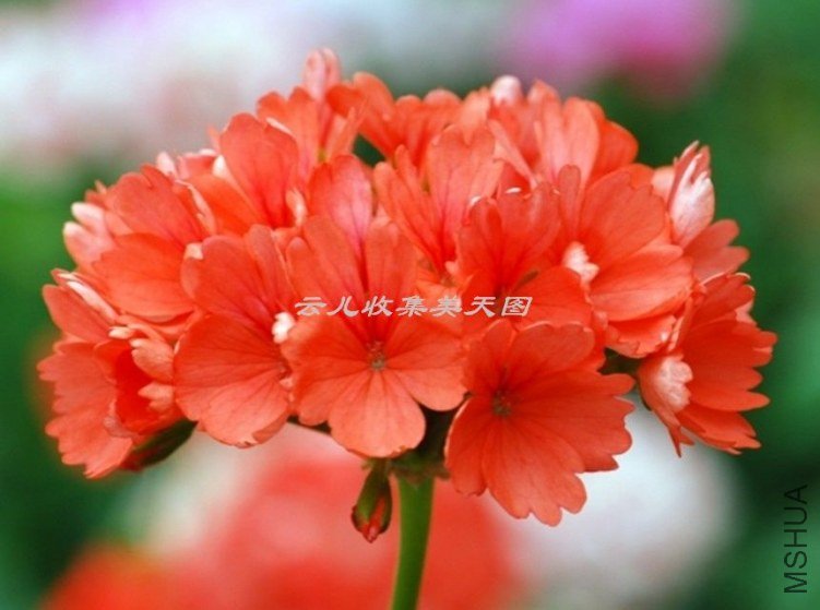 Skelly\'s Pride 04.jpg