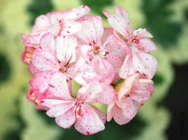 Vectis Embers 01.jpg