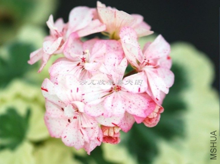 Vectis Embers 02.jpg