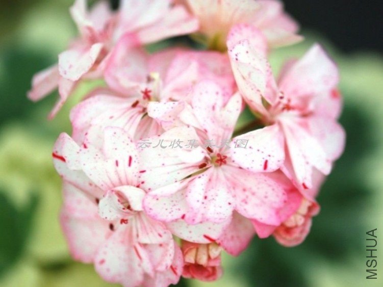 Vectis Embers 03.jpg