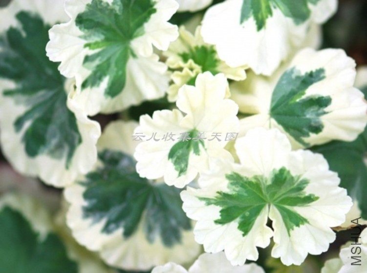 Vectis Embers 04.jpg