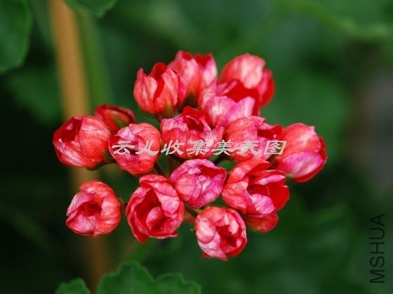 Viktoria Andrea 02.jpg