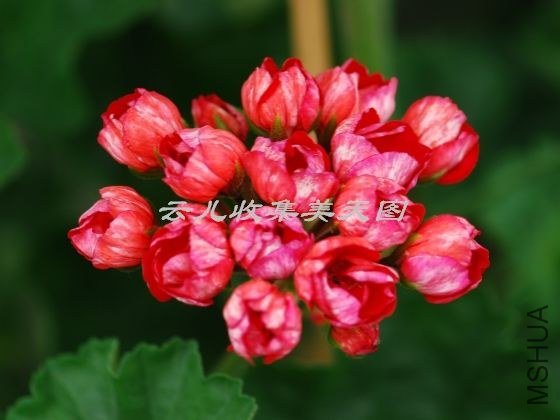 Viktoria Andrea 01.jpg