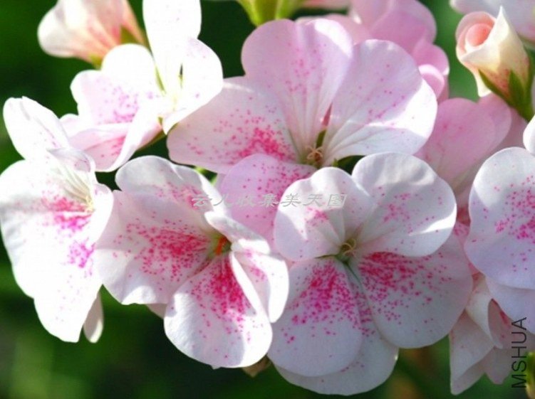 White Bird\'s Egg 01.jpg