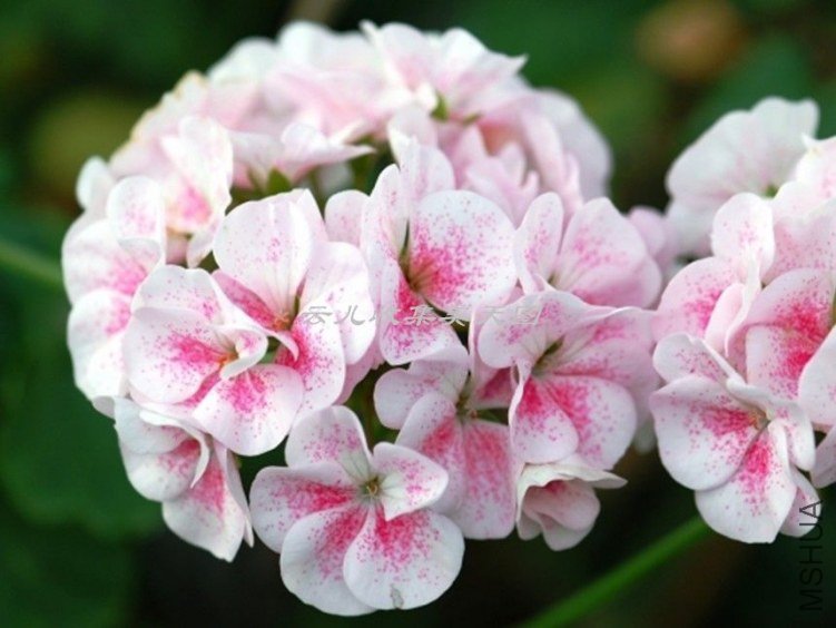 White Bird\'s Egg 02.jpg