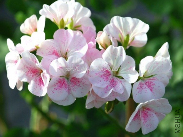 White Bird\'s Egg 03.jpg