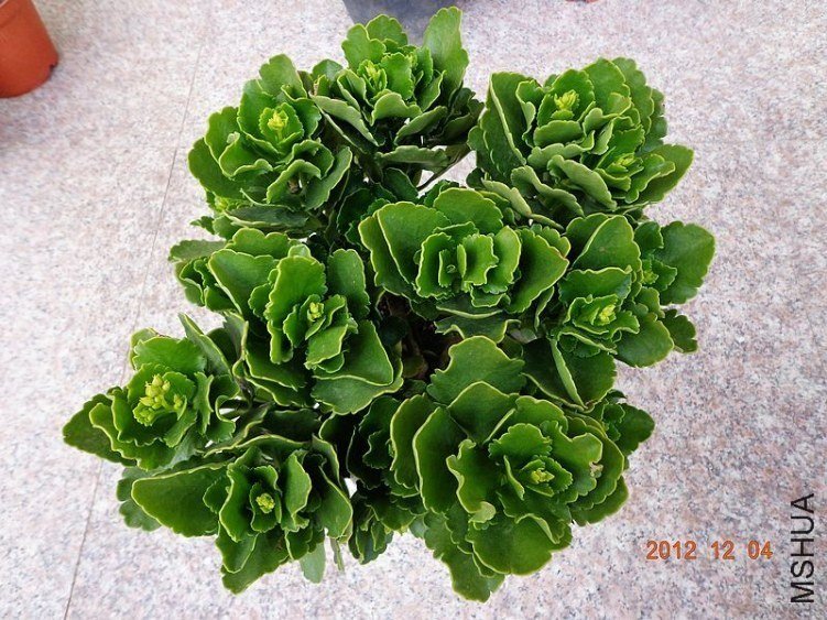 �����ɶƷ�ְ���