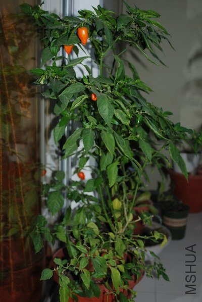 DSC_0151.jpg