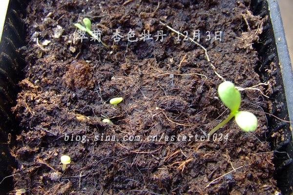 2012-1203(012)��� ��ɫĵ��.jpg